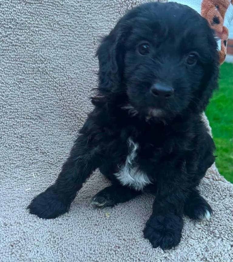 Cockapoo