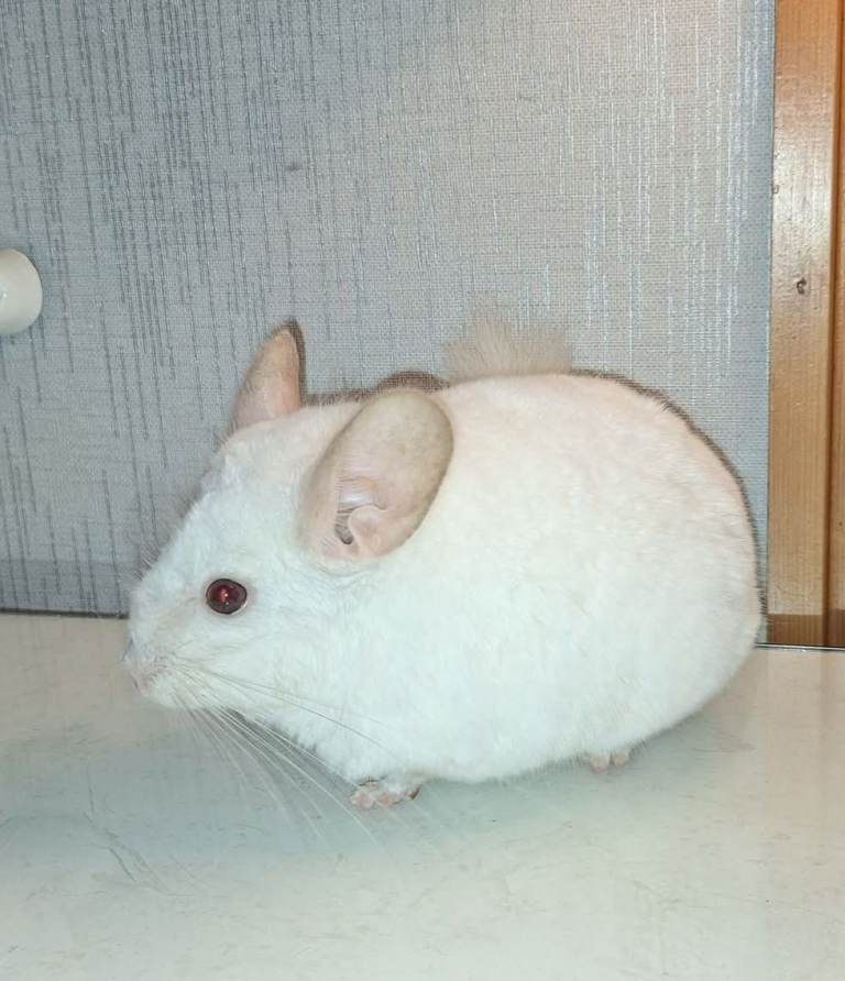 Chinchillas for sale 