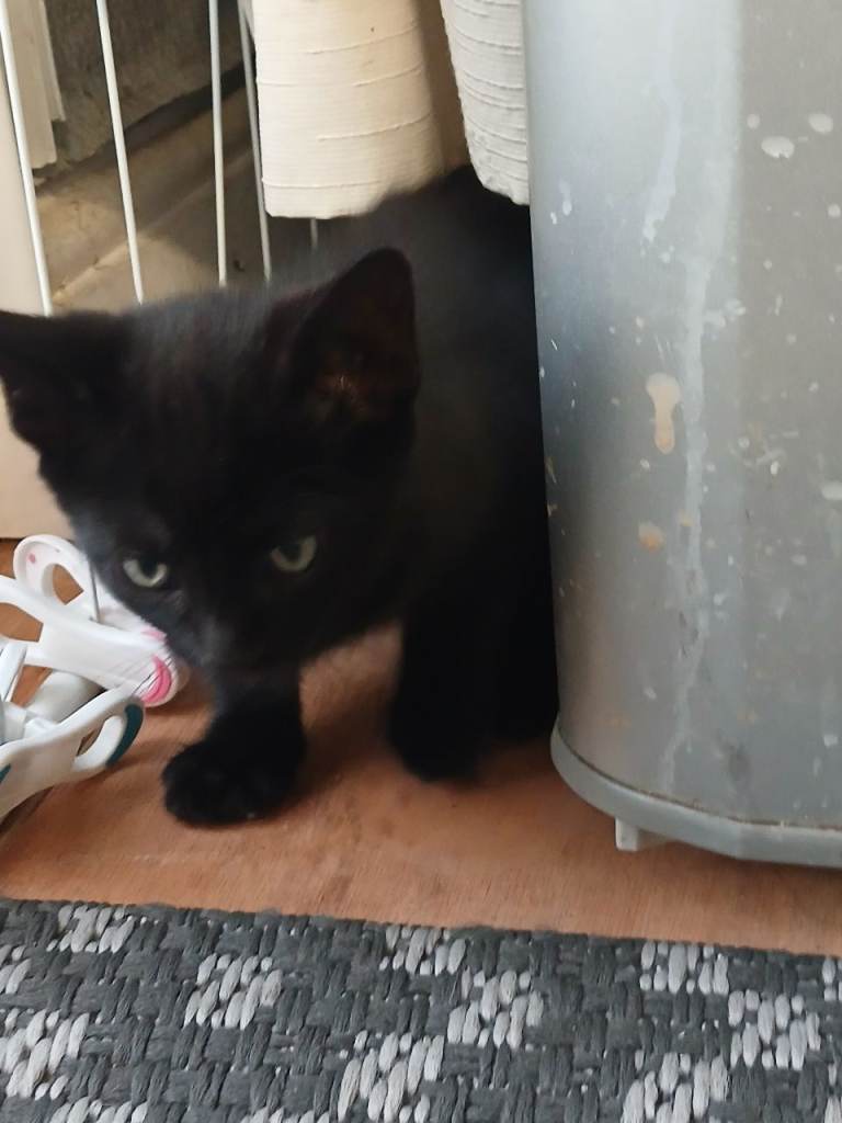 Twin kittens