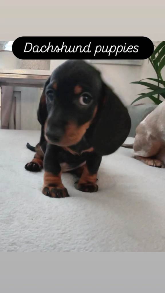 Dachshund puppies 
