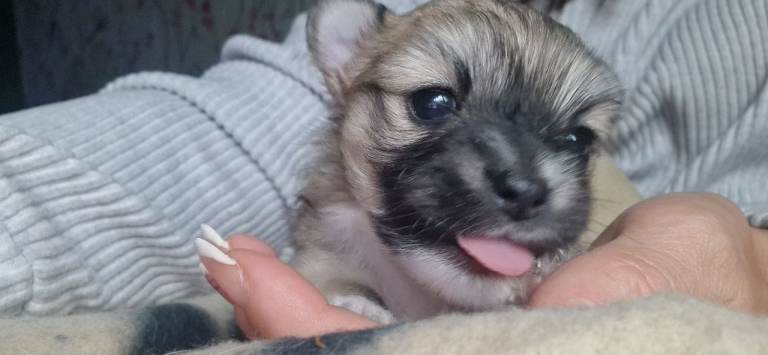 Female chihuahua puppy