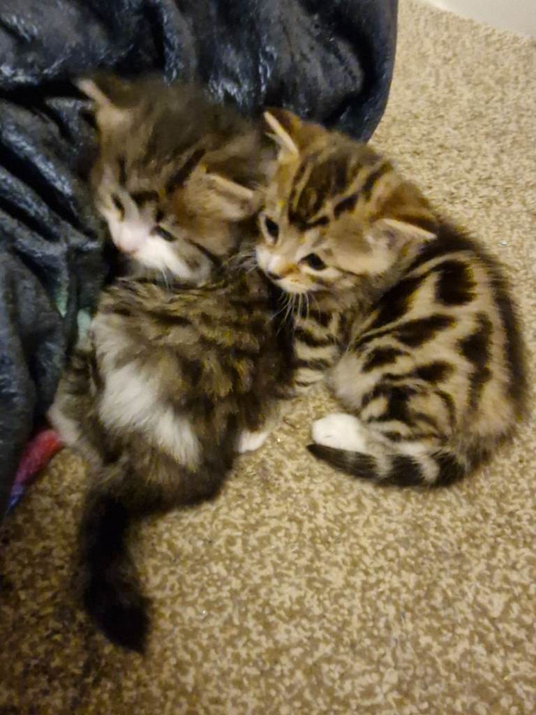 Kittens
