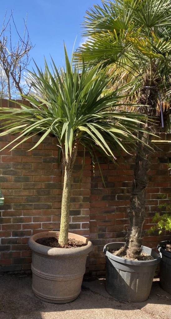 SELLING MY HUGE COLLECTION OF MAGNIFICENT PLANTS IN HUGE TERRACOTTA PLANTERS. 
