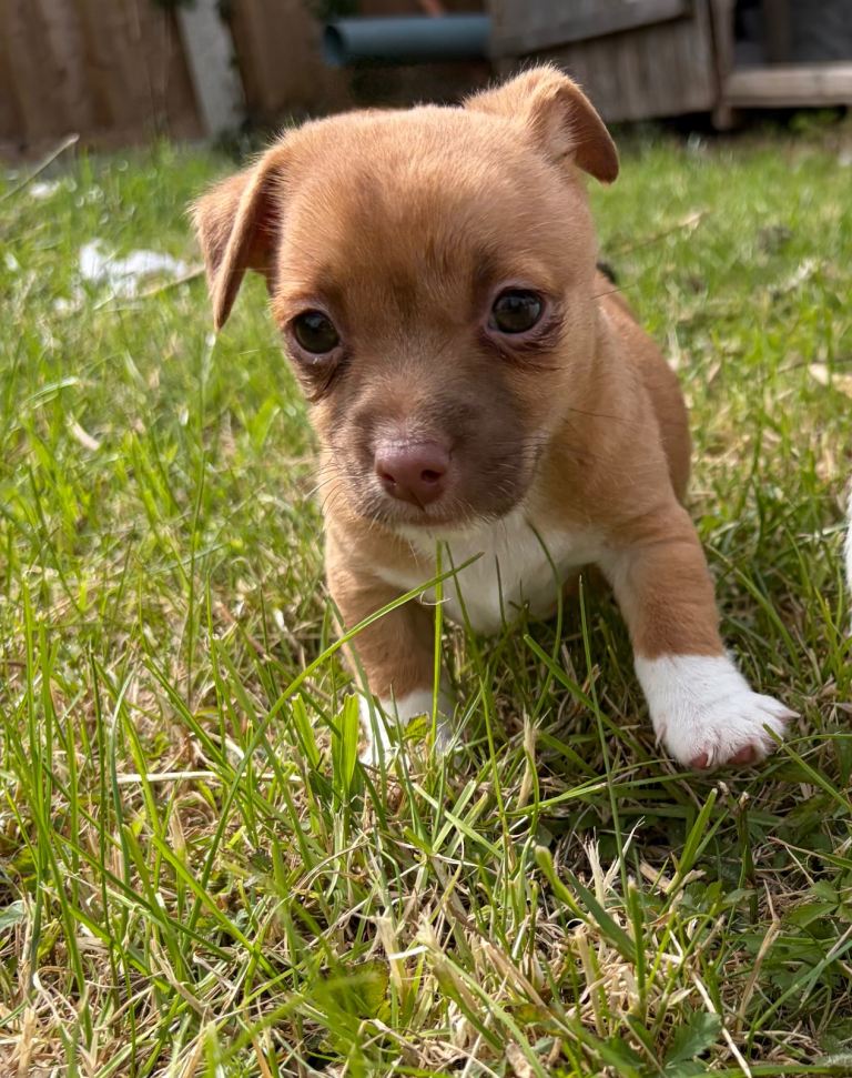 Miniature Jack Russell’s 