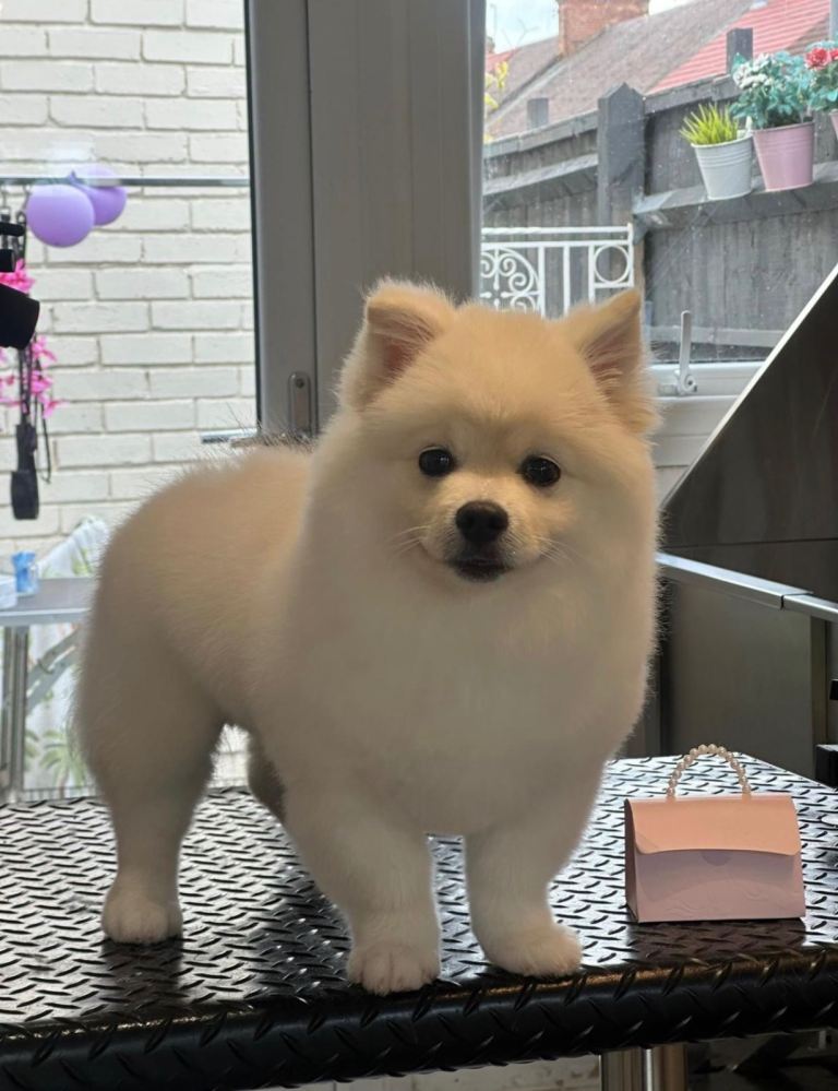 Pomeranian boy 8 months needs a home