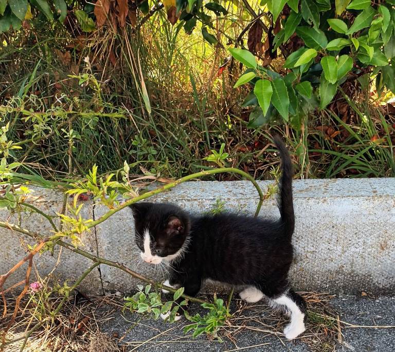 Beautiful Kittens for sale