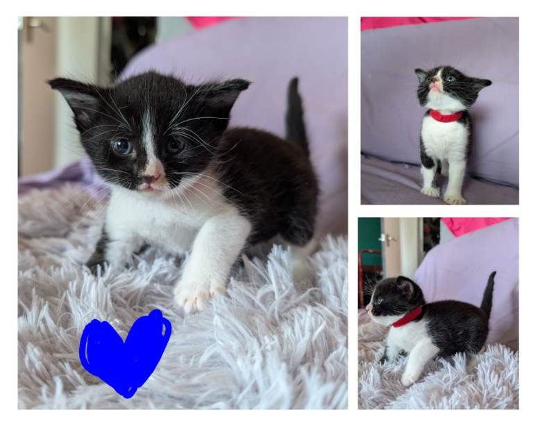 Last kitten ready for new home Saturday 13th june