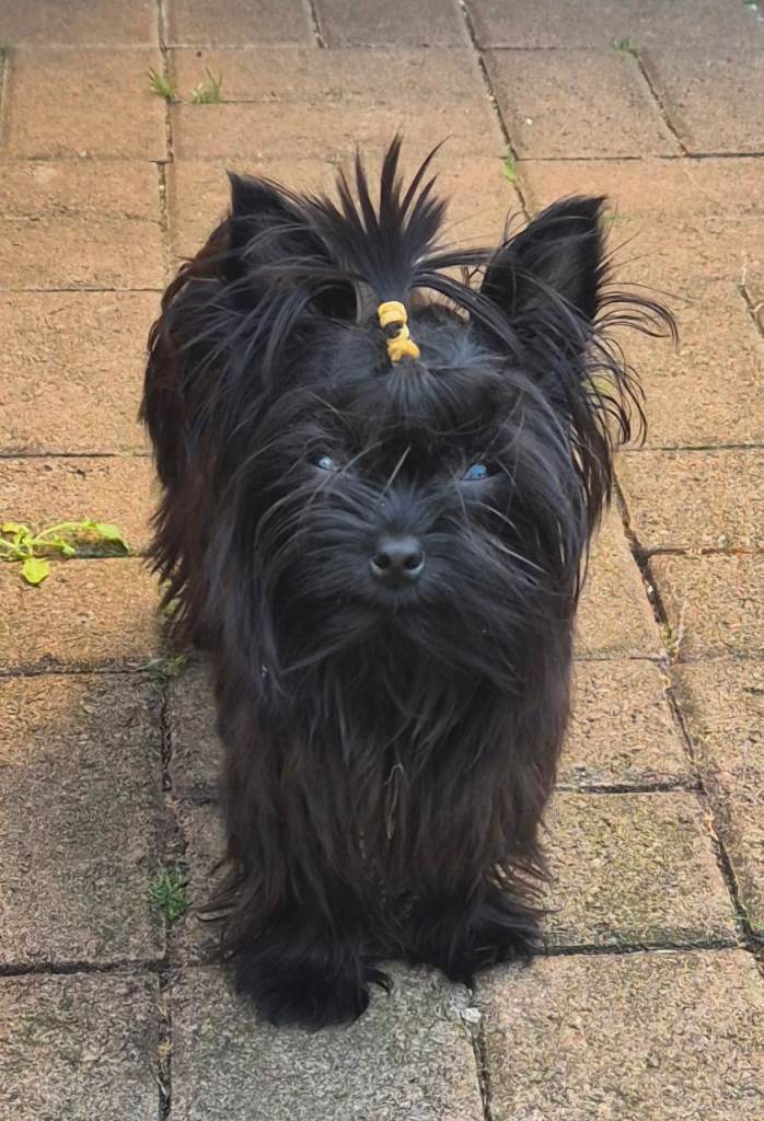 Yorkshire Terrier 