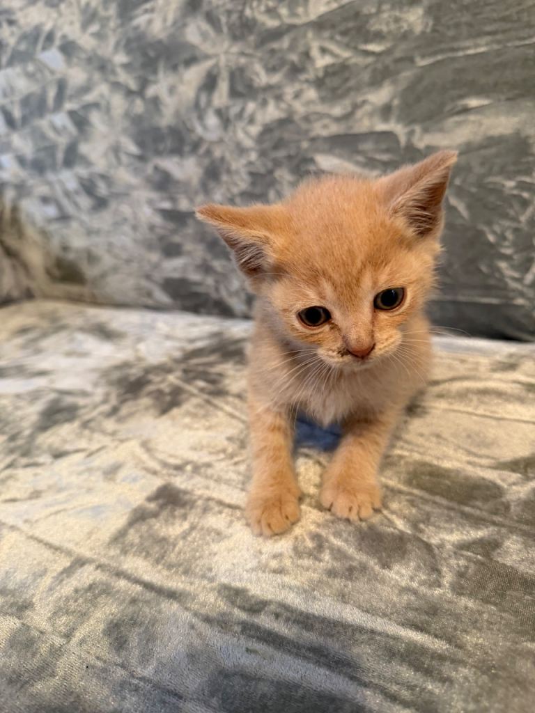 Mixed litter British shorthair kittens 