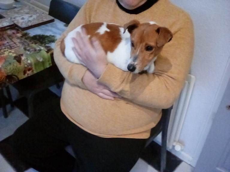 A super small jack russell dog pup (ill health forces sale)