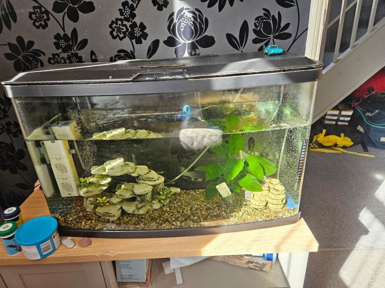 Fish tank with fish 