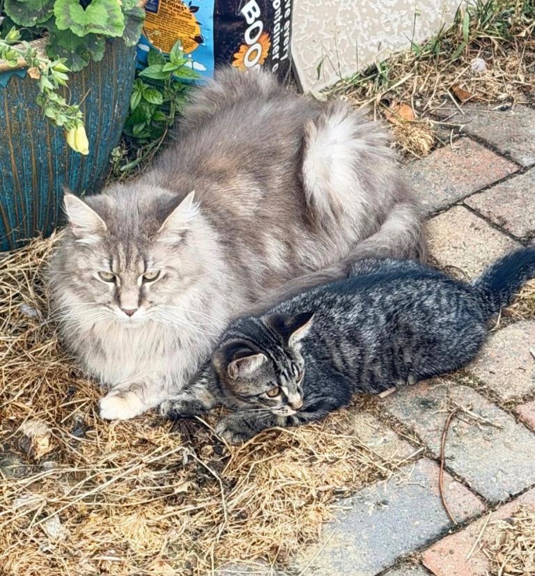 Mainecoon x ragdoll ready now