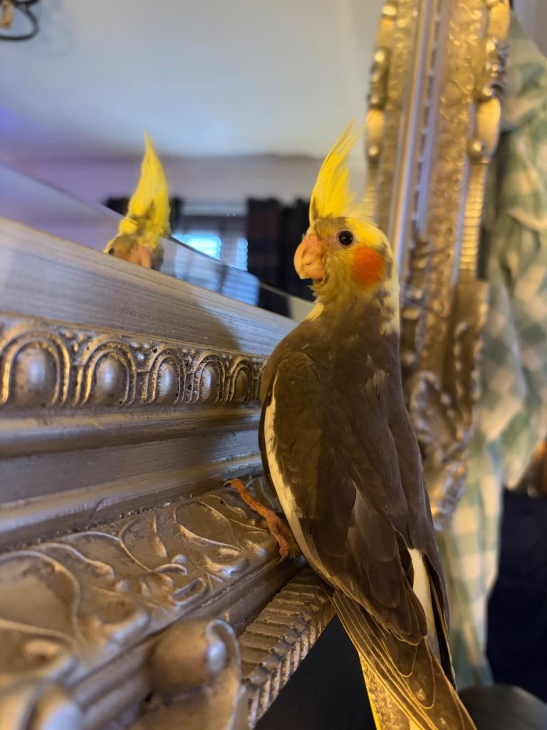 Cockatiel silly tame baby 