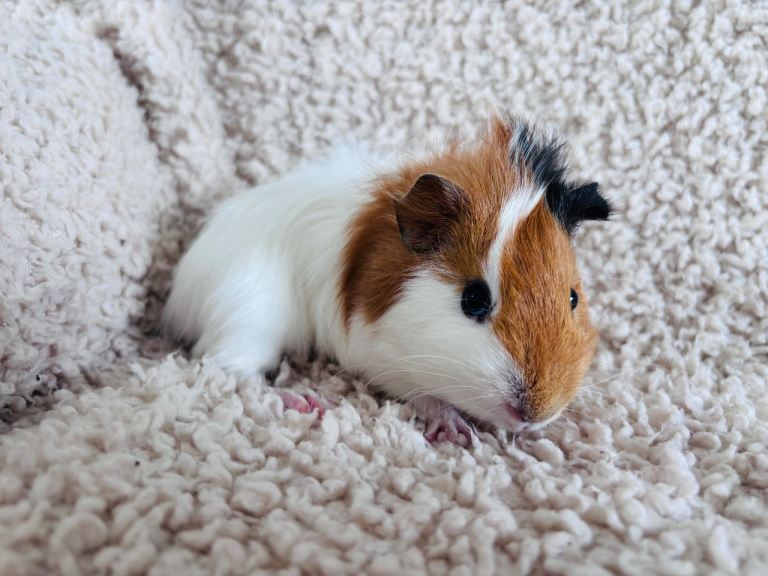 One Lovely Female Guinea pig
