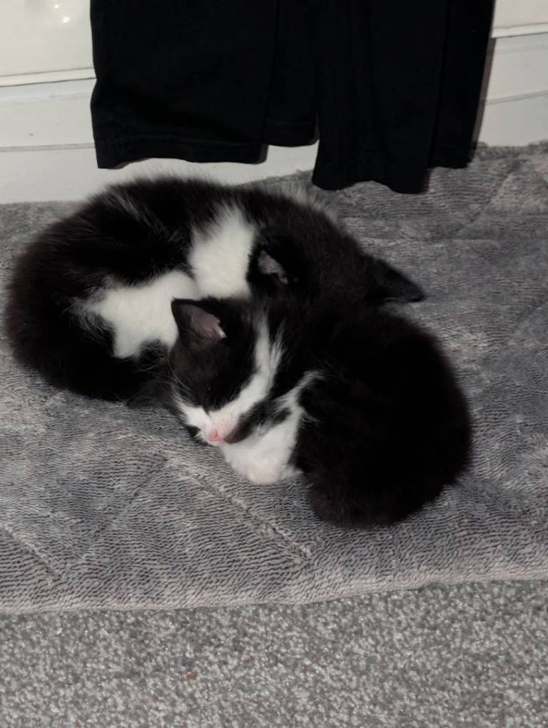 2 Tuxedo Kittens for Sale