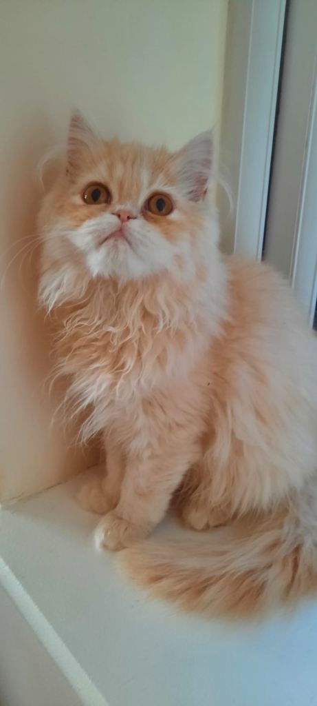 5 vaccinated and chipped Persian chinchilla kittens