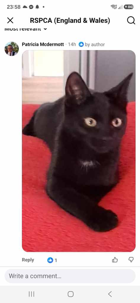 Beautiful black cat