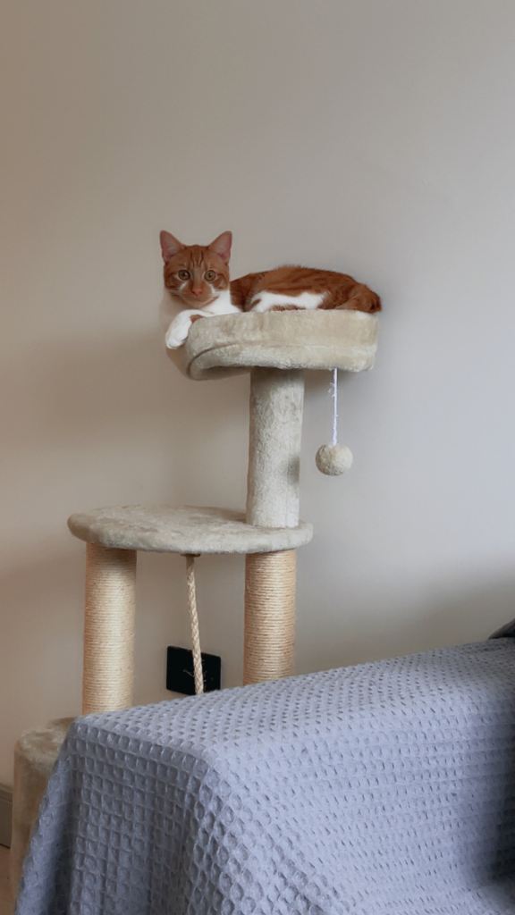 Beautiful Ginger and white Cat, 1 year Cat, Ready to go.