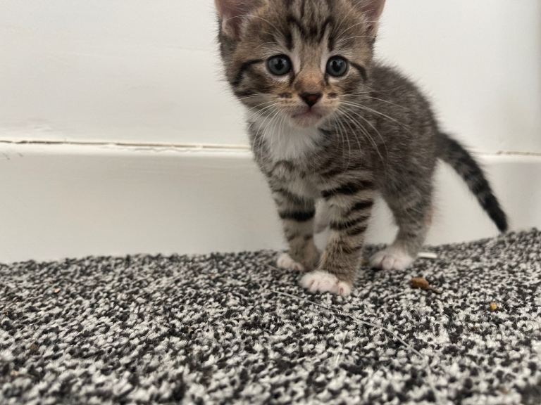 Grey and ginger kittens available. 