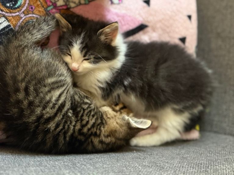 2 little boys 