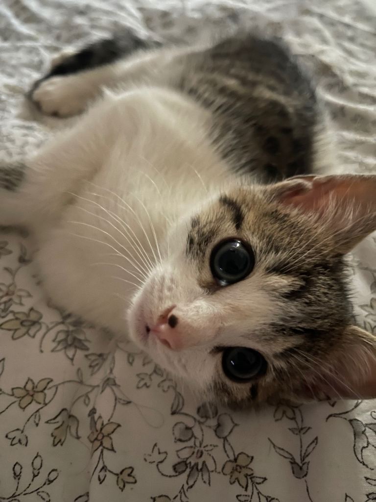 White tabby kitten 