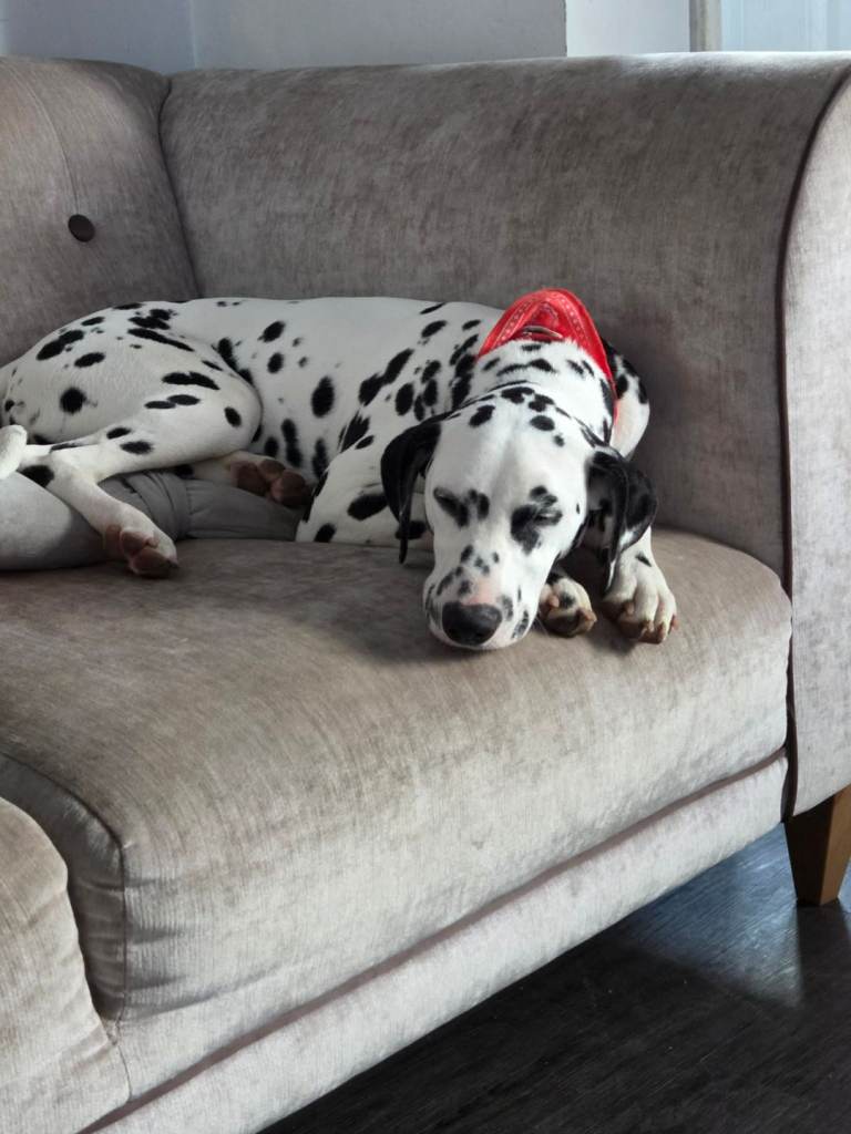 KC reg 6 months old Dalmatian 