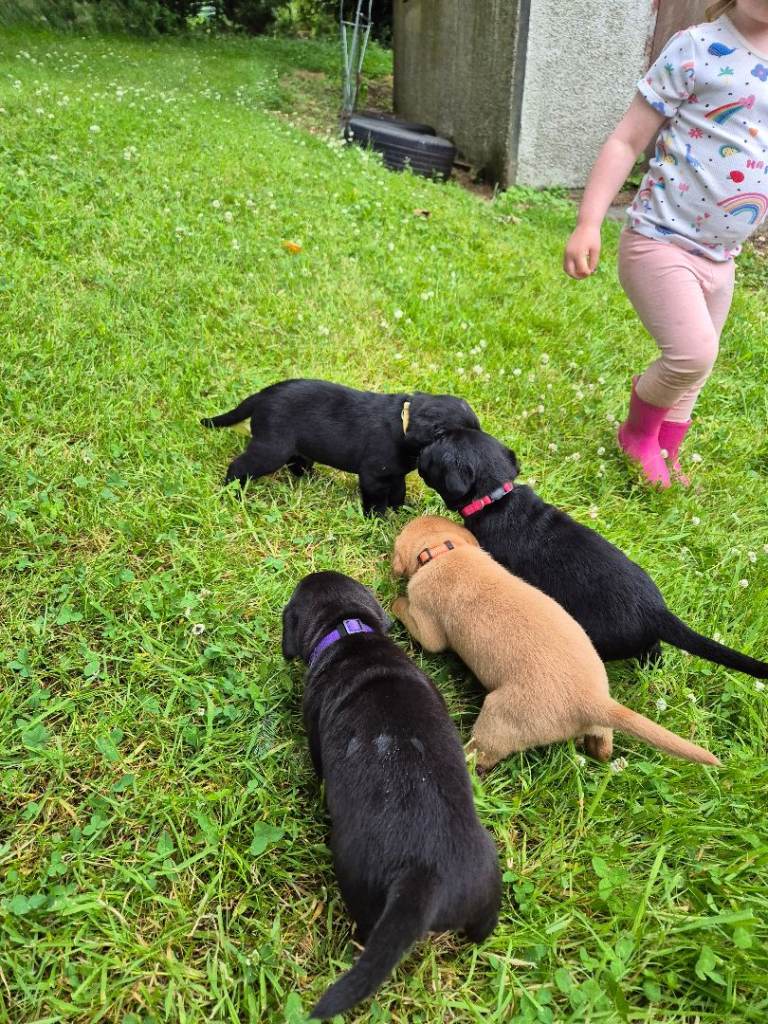 KC Registered Labrador Puppies 
