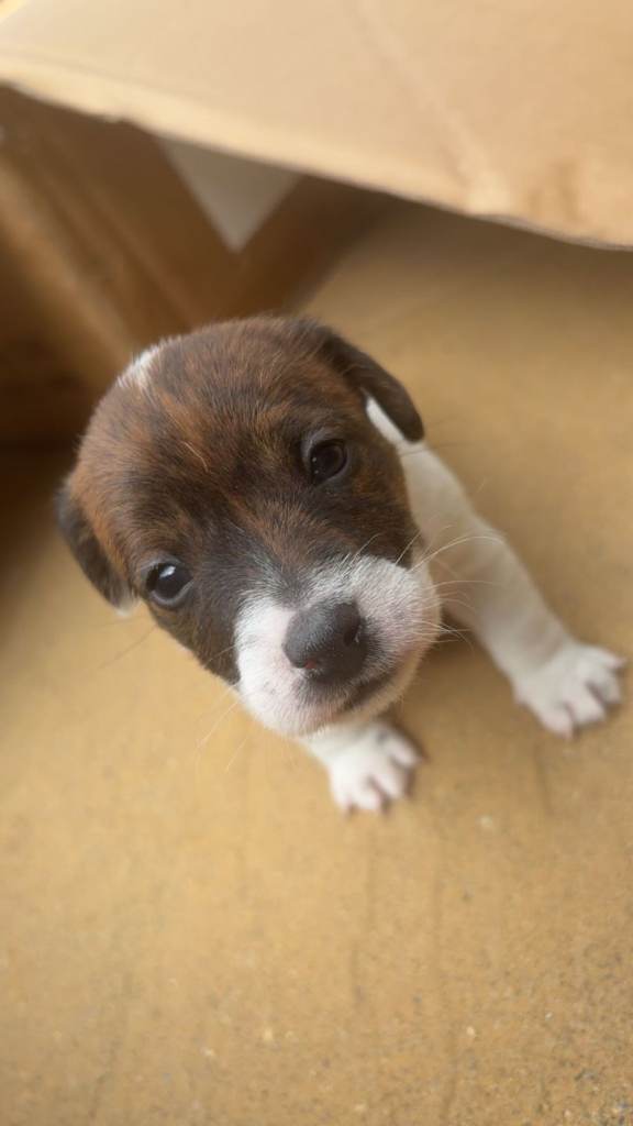Mini jack russell padderdale cross