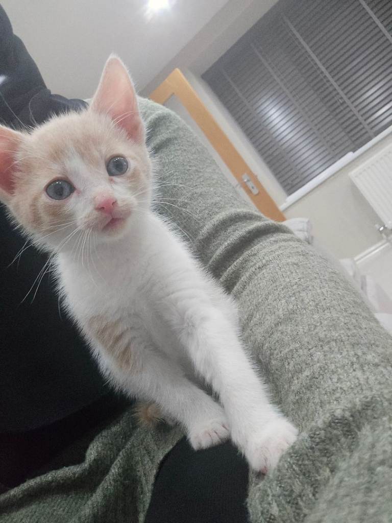 Kitten 9 weeks Old, With everything you need. 