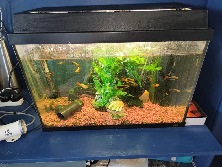 72 litres fish tank plus fish platy's and two shrimp