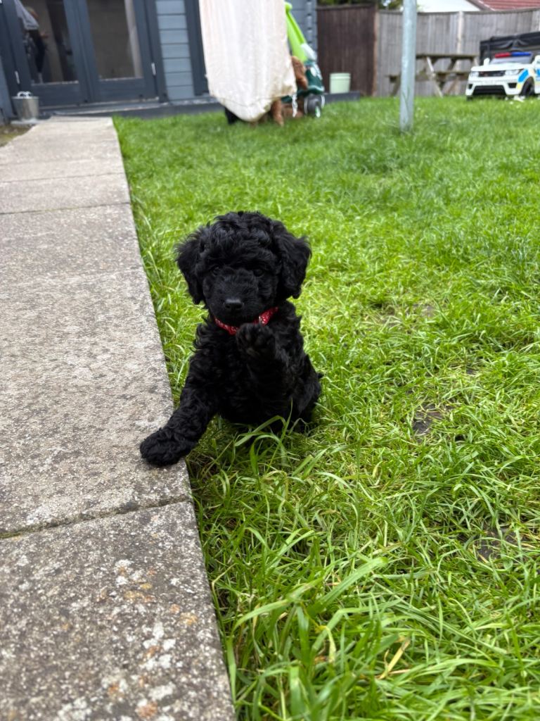 Cockapoo puppies 🐾 1 black girl available❤️ ready for new homes 20/6/26