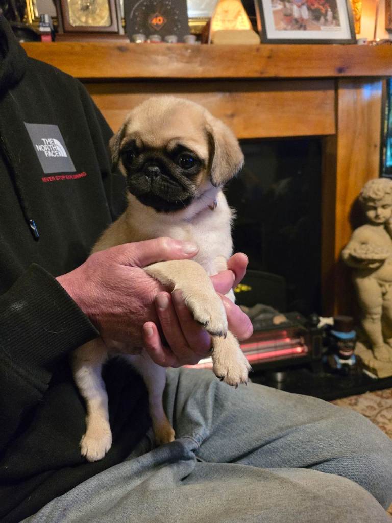 One baby Pug boy left.