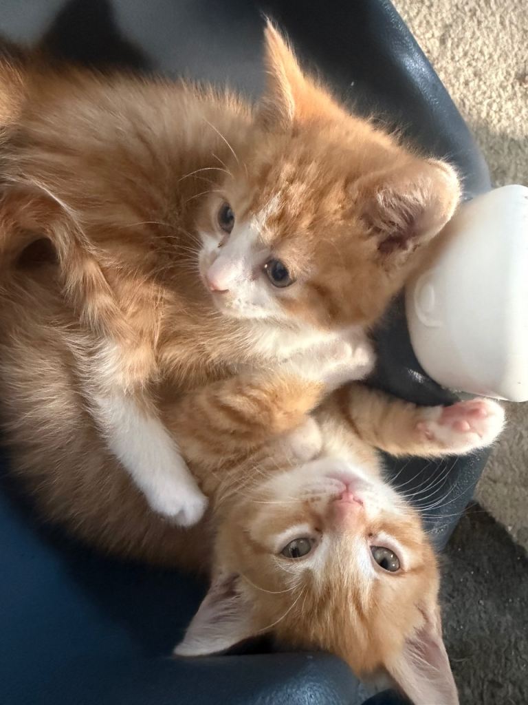 4 ginger kittens for sale 