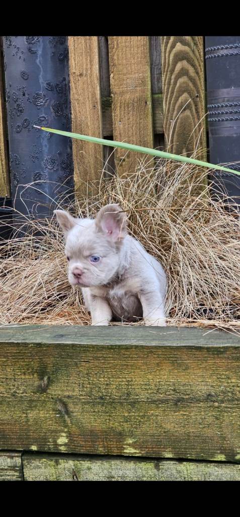 French bulldog pups ready now 