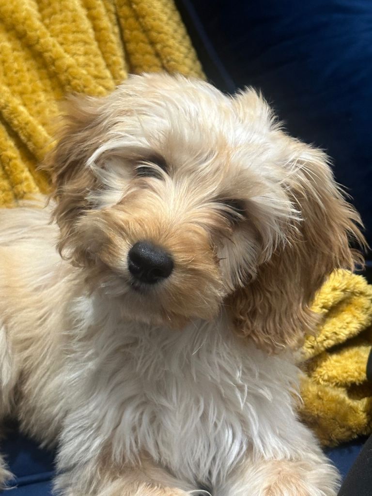 Miniature Cockapoo £800 ONO