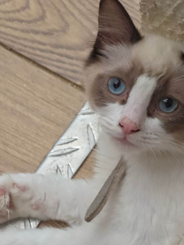 Ragdoll  boy