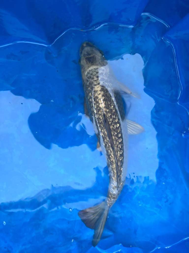 Koi carp from 4inchs up to 25inches 