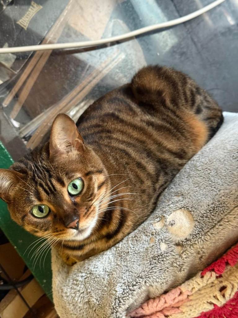 Female neutard bengal