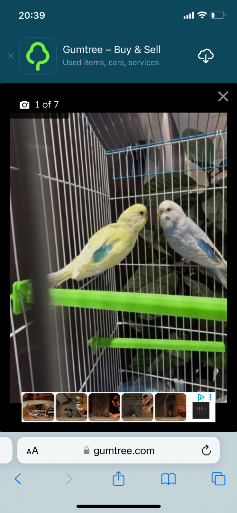 Pair of budgies male and female 