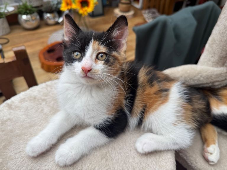 Calico & black kitten needing homes urgently