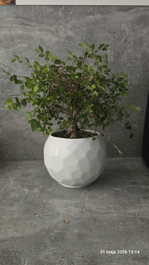 Bonsai trees for Sale | Garden Plants & Flowers | Gumtree