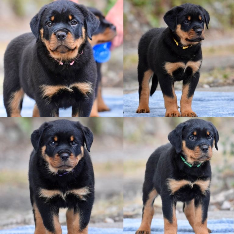 Ready to leave now. UKs finest Rottweiler puppies