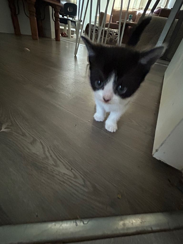Black and white adorable kitten! 