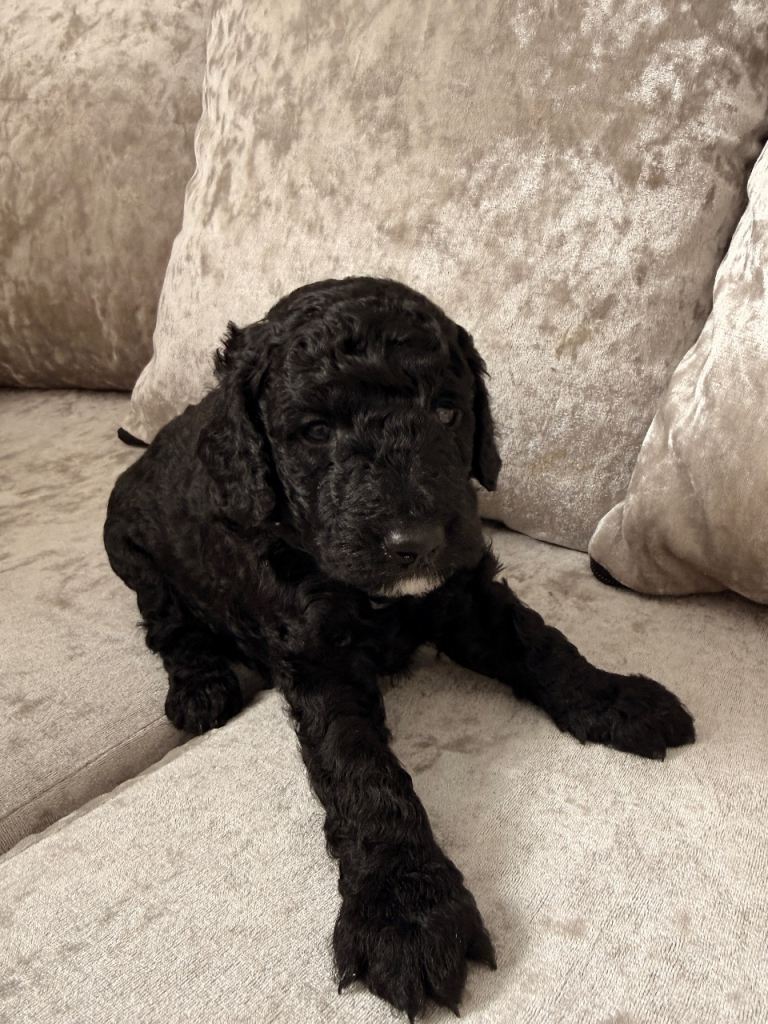 Cockapoo F2b puppies