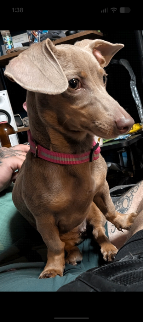 6month old miniature dachshund girl