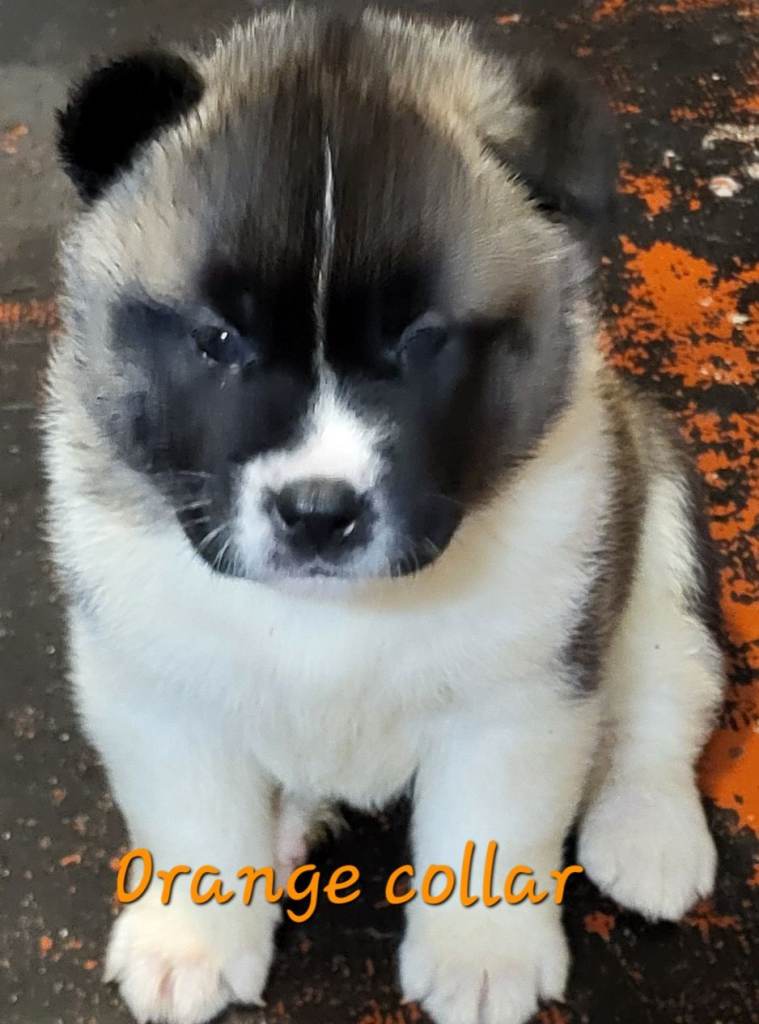 image for Chunky American Akita puppies