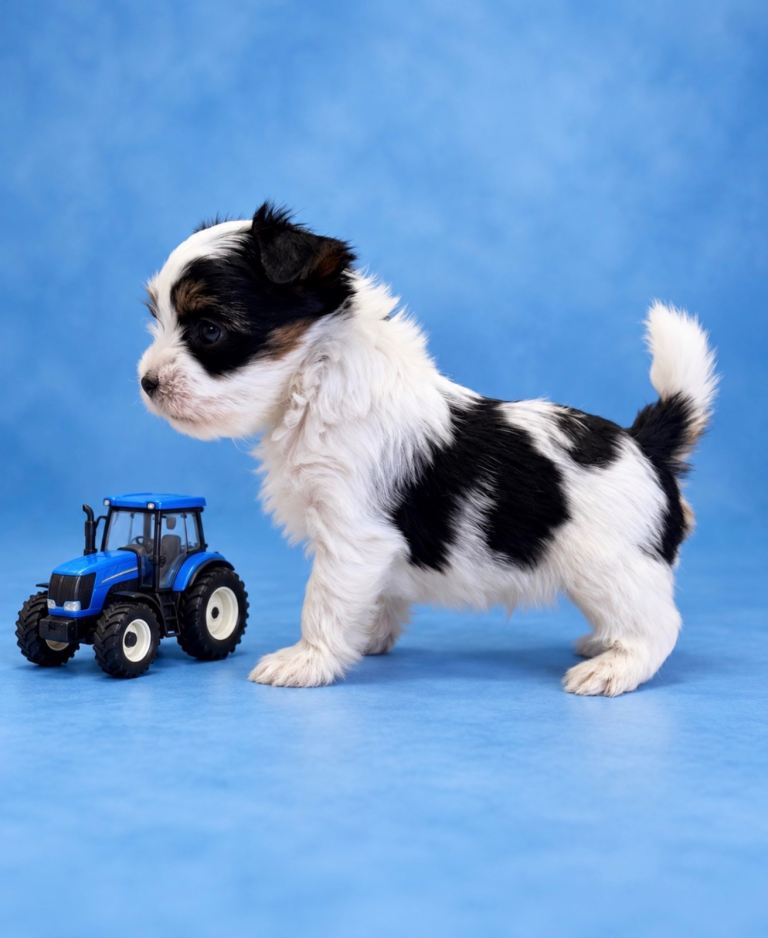 Biewer terrier pedigree 