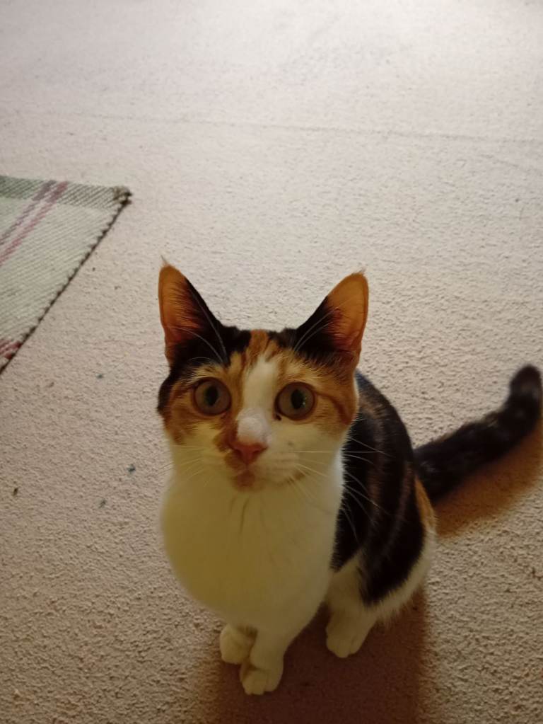 3 adorable kittens mixed breed