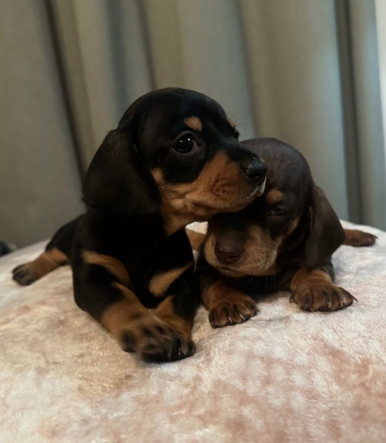 2 GORGEOUS DAPPLE DACHSHUNDS