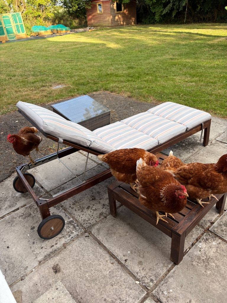 Hen Coop for 6-10 Birds, Large Walk-in Enclosure with 6 laying hens and all Accessories 